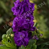 15781095645800_stock_mime_light-purple-crop-square-1.jpg