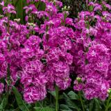 15781095665308_stock_mime_pink-crop-square.jpg