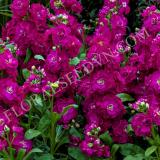 15781095682653_stock_mime_rose-crop-square.jpg