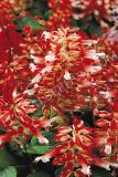 15782978343575_fsal072-red-white.jpg