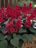 15782978358435_fsal075-red.jpg