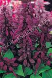 15782978363030_fsal077-purple.jpg