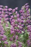 15784645189890_salvia.closeup.jpg