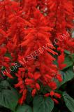15785575516328_fsal111-red.jpg