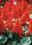 15785580867915_fsal002-bright-scarlet.jpg