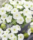 16525138369017_trilogy-lime-w.jpg