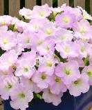 16525138385131_trilogy-lavender-pink-w.jpg