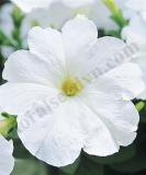 16525138386136_trilogy-white-w.jpg