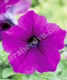 16525138386329_trilogy-purple-w.jpg