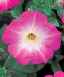 16530322358608_pet215-pink-morn-w.jpg