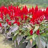17186116778948_red-bronze-leaf-w.jpg