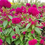 17186762756345_purple-w.jpg