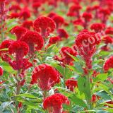 17186762768425_red-w.jpg