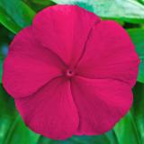 17250012627405_crimson.jpg