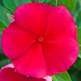 17250012639350_dark-red.jpg