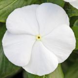 17250012664812_white.jpg
