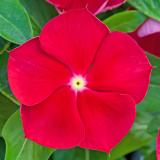 17250012666607_red-with-eye.jpg