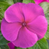17250012668274_purple.jpg