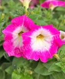 17522202295810_rose-morn-is.jpg