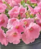 17522202564369_salmon-pink-is.jpg