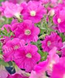 17522202566656_pink-is.jpg