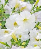 17522202567331_white-is.jpg
