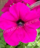 17522203045595_purple-is.jpg
