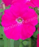 17522203047794_rose-is.jpg