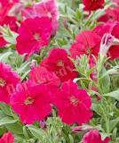 17522203048652_red-is.jpg