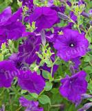 17522203049415_blue-is.jpg