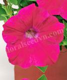 17522203917774_deep-rose-is.jpg
