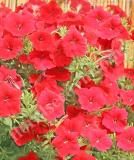 17525474695351_red-is.jpg