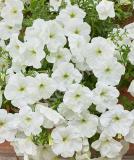 17525474879520_white-is.jpg