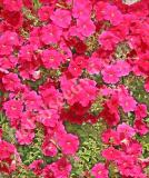 17525475374230_pink-is.jpg