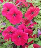 17525475479681_purple-is.jpg