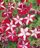 17525475543732_purple-red-star-is.jpg