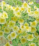 17525475624649_yellow-star-is.jpg
