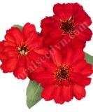 17525626781844_red-is.jpg