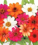 17525642794619_zinnia_profusion_mix-is.jpg