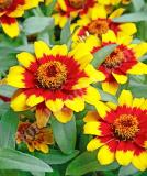 17525643192954_zinnia_profusion-double_red-yellow-bicolor-is.jpg