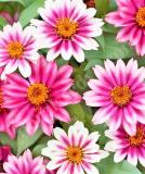 17525643193296_zinnia_profusion_cherry-bicolor-is.jpg