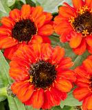 17525643193600_zinnia_profusion_fire-is.jpg