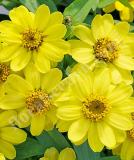17525643194172_zinnia_profusion_lemmon-is.jpg