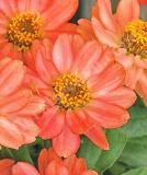 17525643195807_zinnia_profusion_deep-apricot-is.jpg