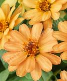 17525643197128_zinnia_profusion_apricot-is.jpg
