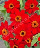 17525643197304_zinnia_profusion_red-is.jpg