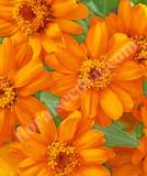 17525643198215_zinnia_profusion_orange-is.jpg