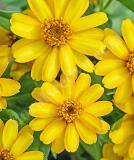 17525643198215_zinnia_profusion_yellow-is.jpg