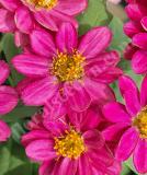 17525643198785_zinnia_profusion_cherry-is.jpg