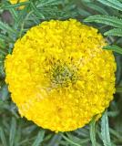 17525696951692_c12-yellow.jpg